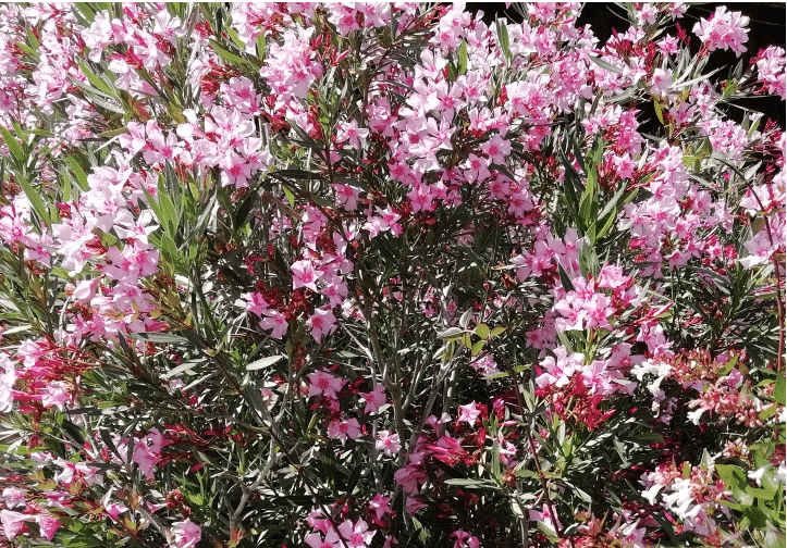 Jardin Feng Shui, les lauriers roses - Feng Shui Françoise Chevalier